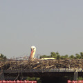 13_40-mast.jpg
