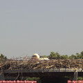 13_45-mast.jpg