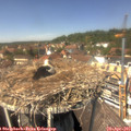13_45-nest.jpg