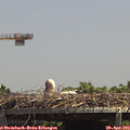 13_50-mast.jpg