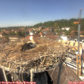 13_50-nest.jpg