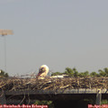 13_55-mast.jpg