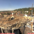 14_00-nest.jpg