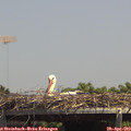14_05-mast.jpg