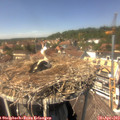 14_05-nest.jpg