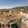 14_15-nest.jpg