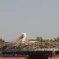 14_20-mast.jpg