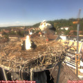 14_25-nest.jpg