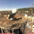 14_30-nest.jpg