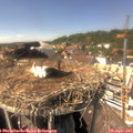 14_40-nest.jpg