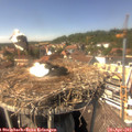 14_45-nest.jpg