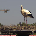14_50-mast.jpg