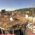 14_50-nest.jpg