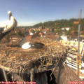 14_55-nest.jpg