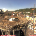 15_05-nest.jpg