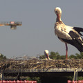 15_10-mast.jpg