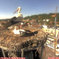 15_10-nest.jpg