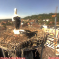 15_15-nest.jpg