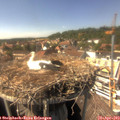 15_20-nest.jpg
