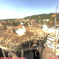 15_25-nest.jpg