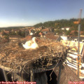 15_30-nest.jpg