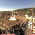 15_35-nest.jpg