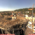 15_40-nest.jpg