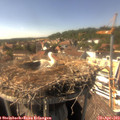 15_45-nest.jpg