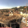 15_50-nest.jpg