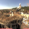 15_55-nest.jpg