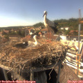 16_00-nest.jpg
