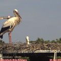 16_05-mast.jpg