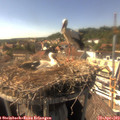 16_05-nest.jpg