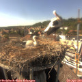 16_15-nest.jpg