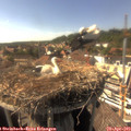 16_20-nest.jpg