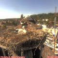 16_25-nest.jpg