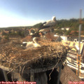 16_35-nest.jpg