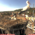 16_40-nest.jpg