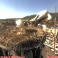 16_45-nest.jpg