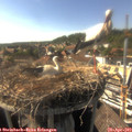 16_50-nest.jpg