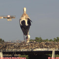 16_55-mast.jpg
