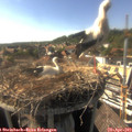 16_55-nest.jpg