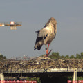 17_00-mast.jpg