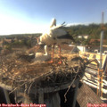 17_00-nest.jpg