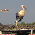 17_05-mast.jpg