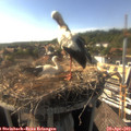 17_05-nest.jpg