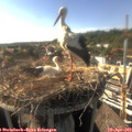 17_10-nest.jpg