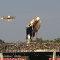 17_15-mast.jpg
