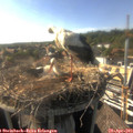 17_15-nest.jpg