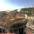 17_20-nest.jpg